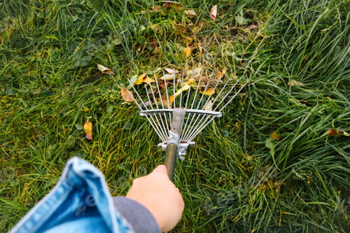 Preview: hand holding rake. Rake with fallen leaves at autumn. Gardening during fall season. Cleaning lawn fr