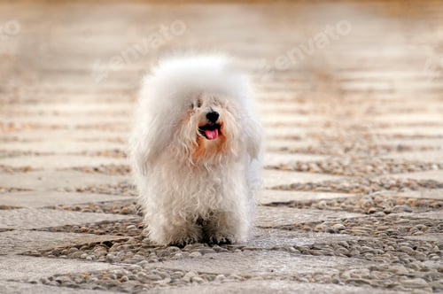 Preview: Selective focus shot of a cute Bolognese dog outdoors