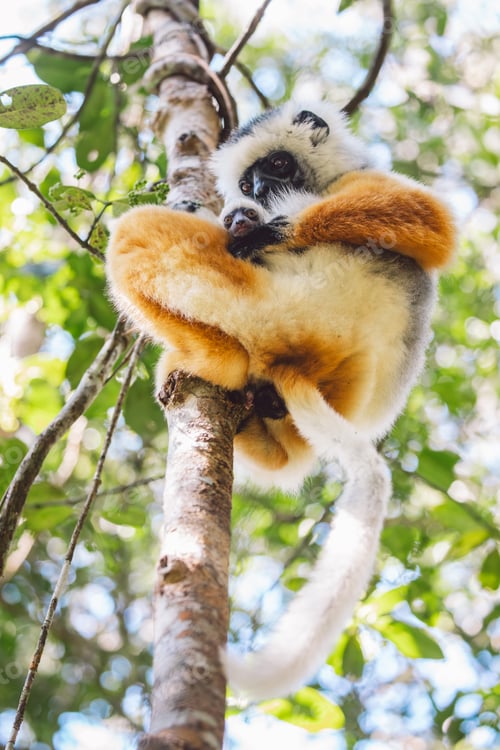 Preview: Madagascar