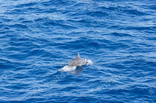 Preview: Dolphins jump out of the sea in Hualien harbor of Taiwan