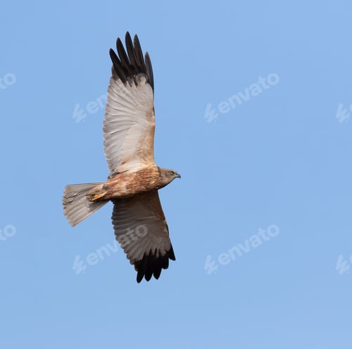 Preview: Western marsh harrier, Circus aeruginosus. A bird flies over the riverbed against the blue sky