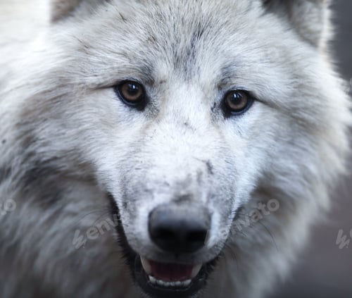 Preview: Close up view of a male wolf (Canis lupus)