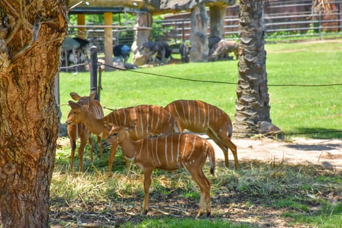 Preview: Female Nyala antelope (Tragelaphus angasii) in zoo. select and soft focus.