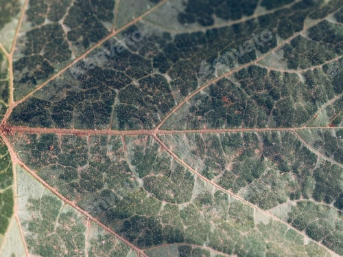 Preview: Textured background of green leaf with veins