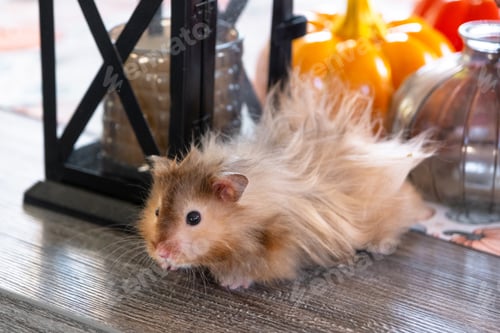 Preview: Funny shaggy fluffy hamster in Halloween and autumn decor among pumpkins