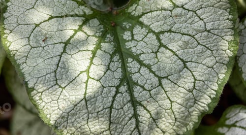 Preview: Close up View of Colorful Green Leafs in garden. Deer Lake Park.