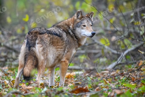 Preview: Close up wolf in autumn forest background