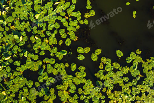 Preview: Top view of the Svisloch river in the city's Loshitsa Park with lilies at sunset.Beautiful