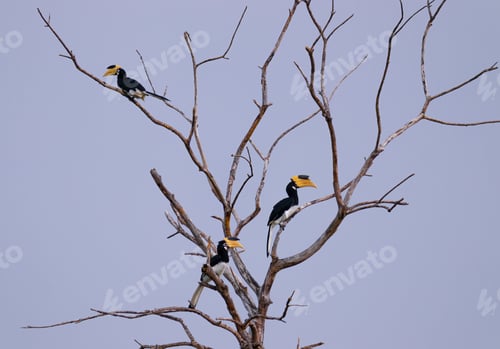 Preview: Great hornbill birds perched on a dead tree, clear skies