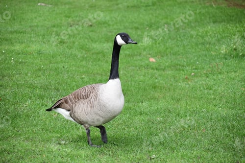 Preview: a single Canada good walking on green grass