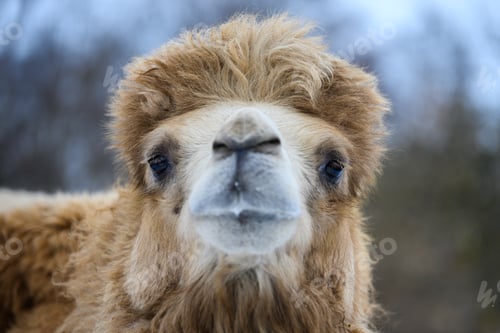 Preview: Close Head of a camel. Focusing on the eye