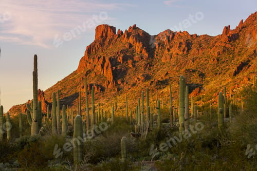 Preview: Saguaro