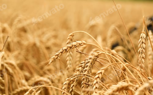 Preview: Wheat field. The concept of the global food crisis.