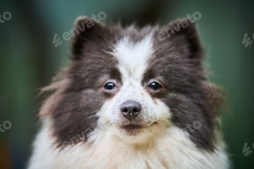 Preview: Pomeranian Spitz dog in garden, close up face portrait
