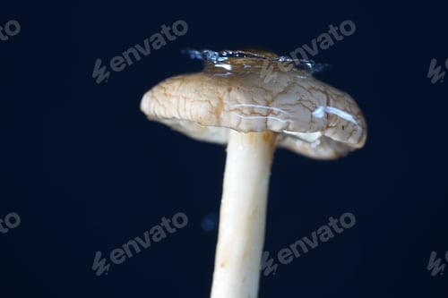 Preview: Macro shot of water droplet falling on a mushroom