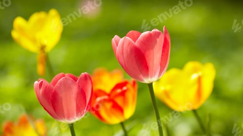 Preview: Tulips, petal, lovely, wallpaper, background