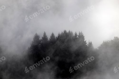 Preview: Misty landscape with fir forest