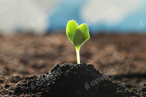Preview: Young vegetable seedling growing in soil outdoors