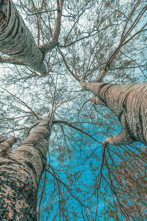 Preview: Low angle view of silver poplar trees with bare branches in park