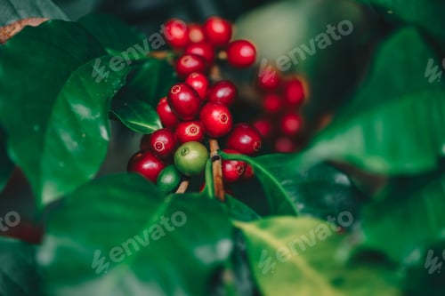 Preview: Coffee beans ripening on tree in North of thailand