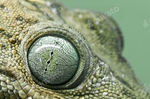 Preview: Gecko Eyes