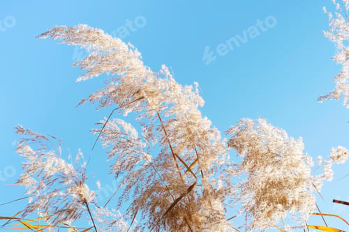 Preview: Pampas grass against the sky close-up, natural background.