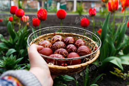 Preview: Closeup of basket of colored red eggs, Easter holiday concept. Female hand holding modern painted ea