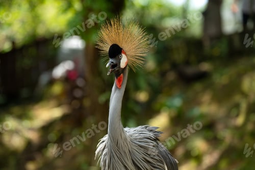 Vorschau: Der Graukranich ist der Nationalvogel Ugandas.