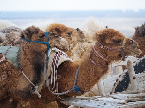 Preview: Caravan of camels taking rest