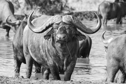 Preview: A buffalo, Syncerus caffer, stands in a dam, direct gaze, in black and white