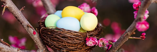 Preview: Stylish background with colorful easter eggs hanging on blooming plum tree branches outdoor in park