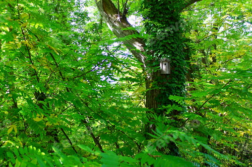 Preview: Birds’ house in a tree