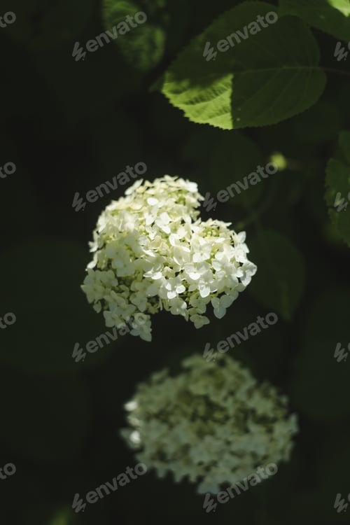Preview: Selective focus on beautiful bush of blooming white Hydrangea or Hortensia flowers in summer