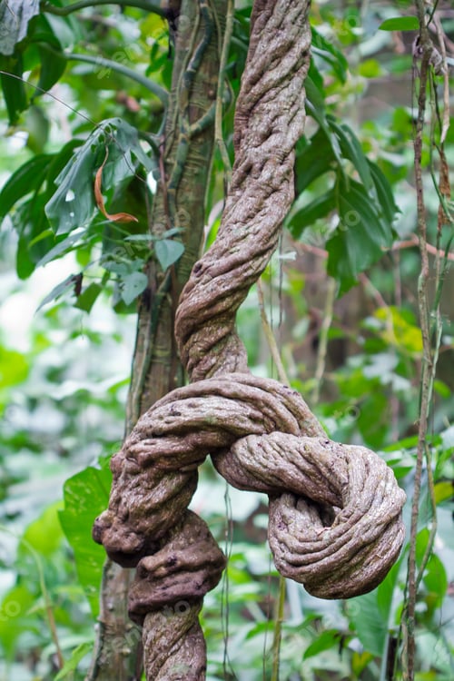 Preview: Large Liana Vine in the Costa Rican Jungle