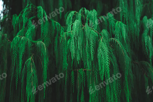 Preview: tropical forest ecology and natural greenery background, nature scene with plant leaf