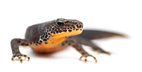 Preview: Alpine Newt, Ichthyosaura alpestris, formerly Triturus alpestris and Mesotriton alpestris