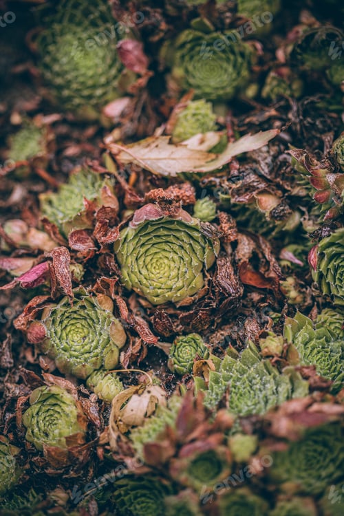 Preview: Frosted green succulents. Textured background. Closeup nature. Beautiful cactus. Dried leaves