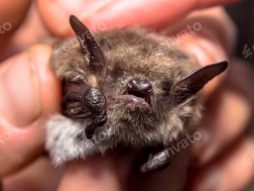 Preview: head of bat (Myotis Dasycneme) caught for research