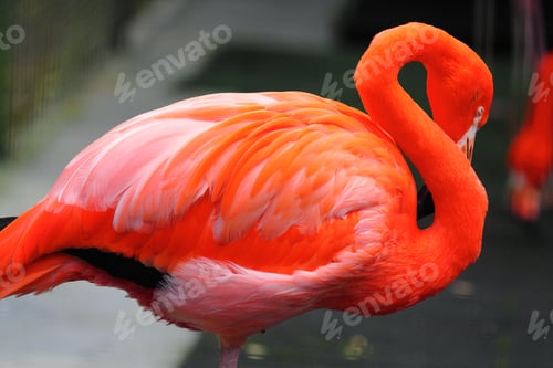 Preview: red flamingo