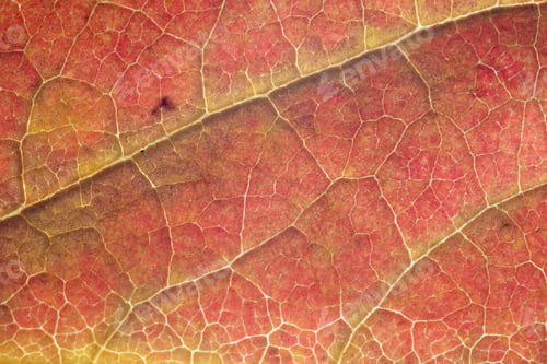 Preview: leaf structure