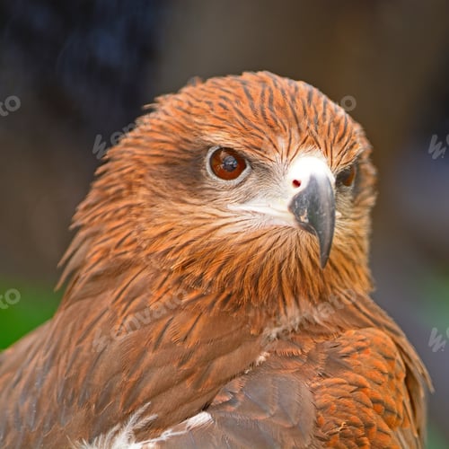 Preview: Black Kite