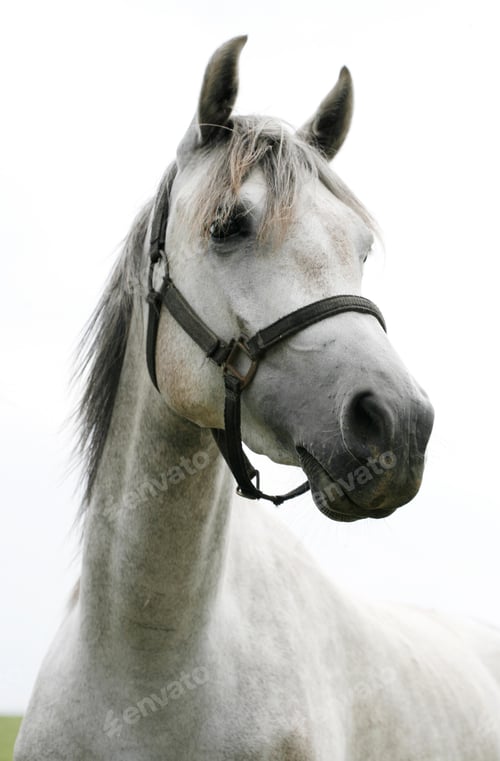 Preview: arabian, horse, mare, stallion, riding