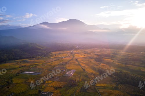 Preview: Beautiful morning view indonesia Panorama Landscape paddy fields