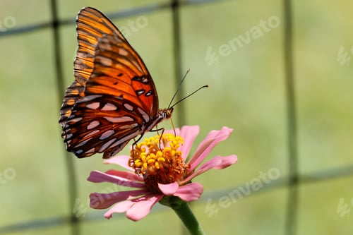 Preview: Closeup of the Gulf fritillary or passion butterfly on the flower.