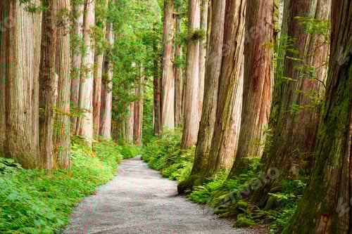 Preview: Togakushi Shrine in Nagano, Japan