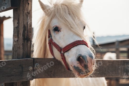 Preview: Cutest white horse portrait, lovely face
