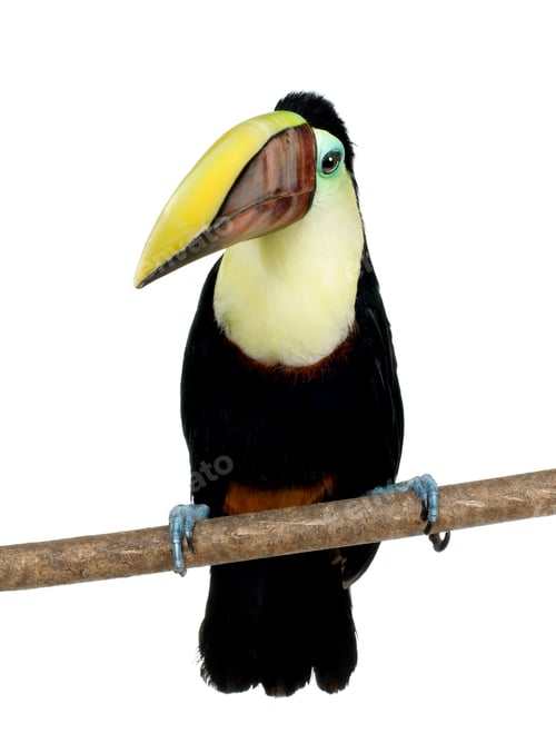 Preview: Swainson's Toucan