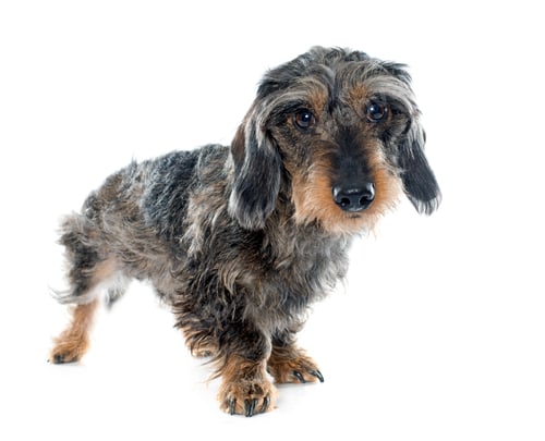 Preview: Wire haired dachshunds