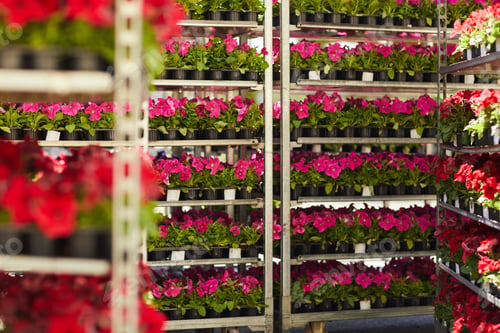 Preview: Flower Plantation Background