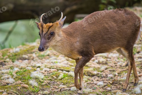 Preview: Closeup shot of muntjac in its natural habitat